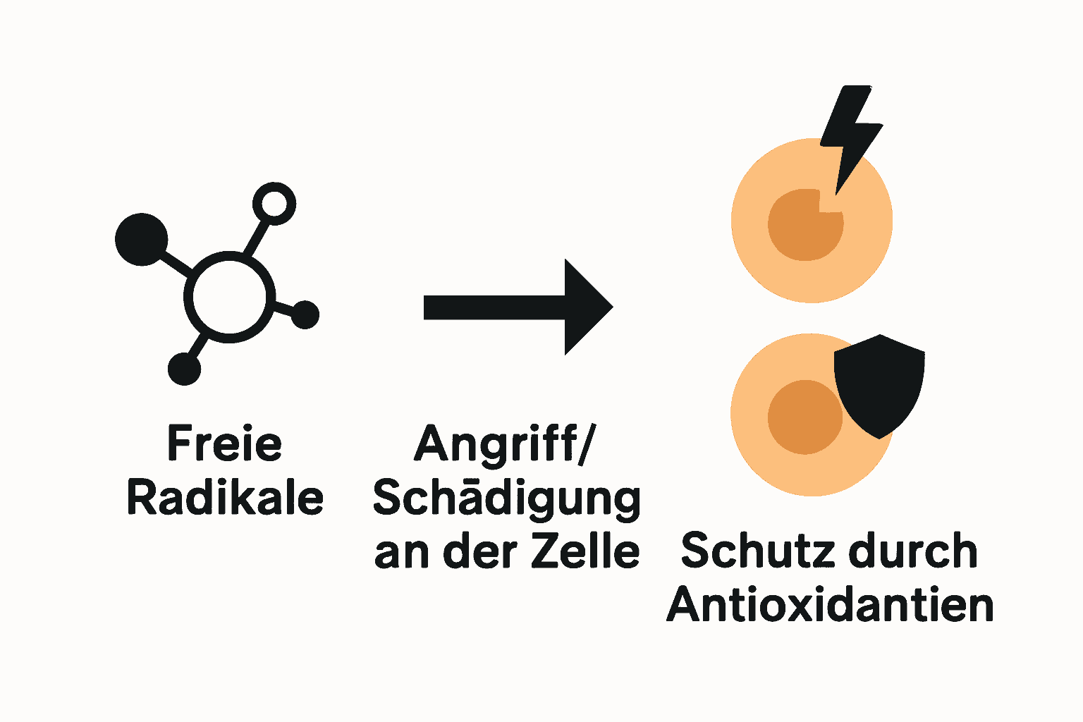 Infografik zum Angriff freier Radikale und Zellschutz