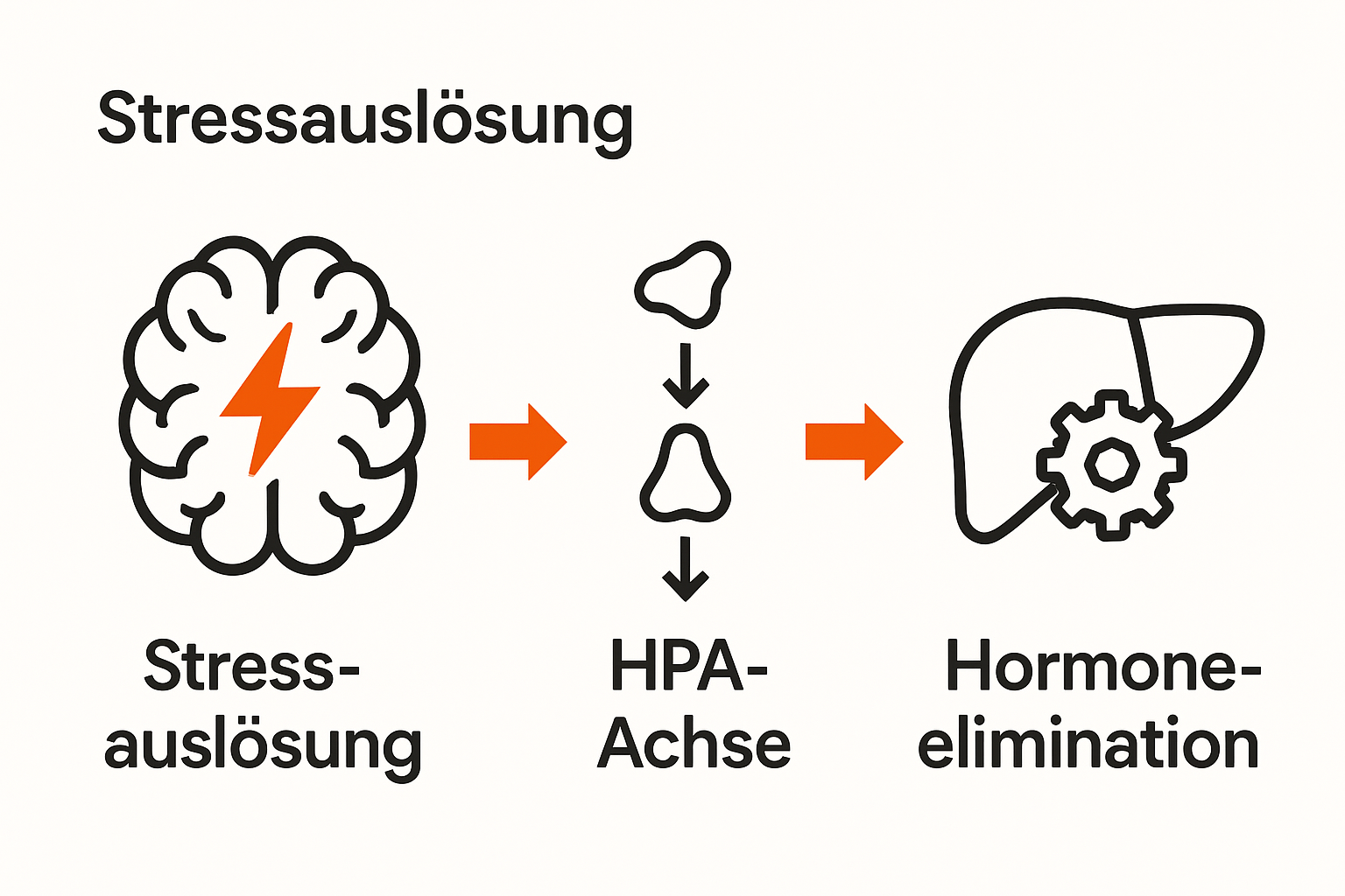 Ablauf Stresshormonabbau: Gehirn zu HPA-Achse zu Ausscheidungsorgan