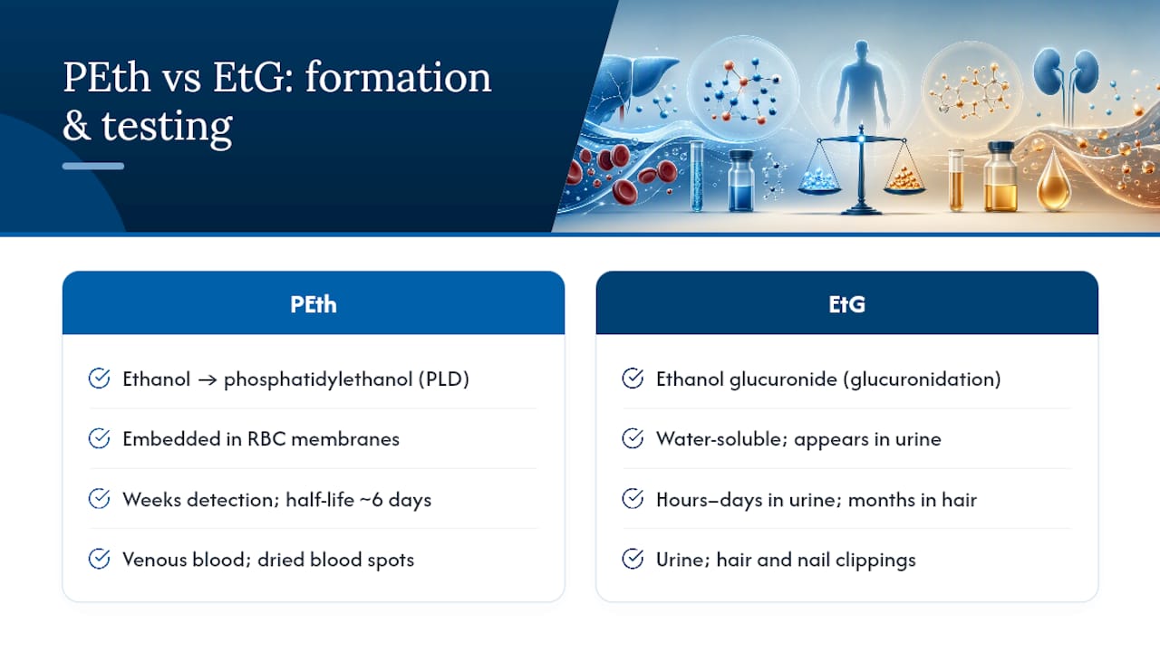 How Do PEth and EtG Actually Form in the Body? — overview diagram