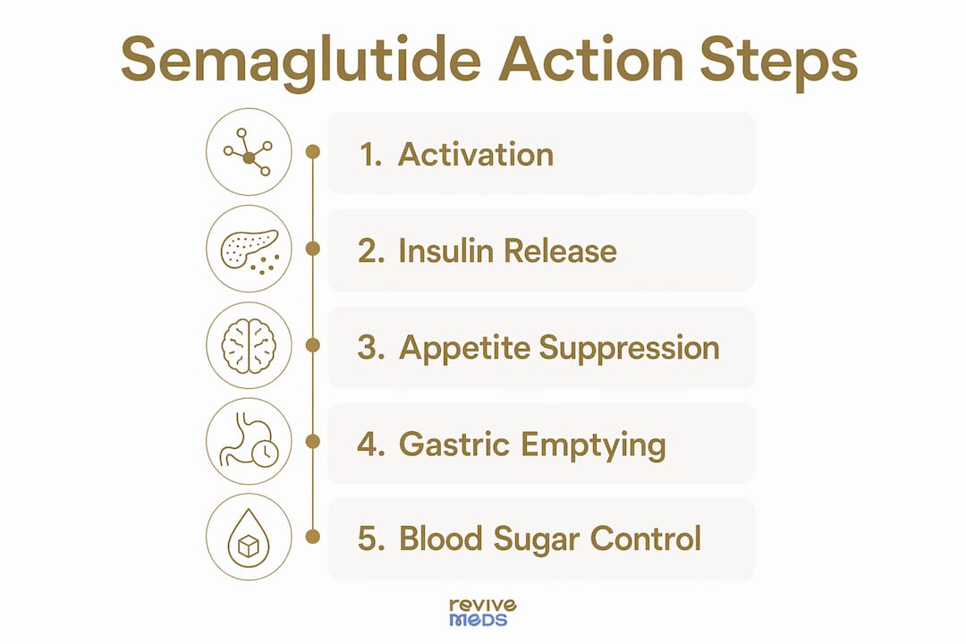 Infographic illustrating semaglutide’s mechanism of action