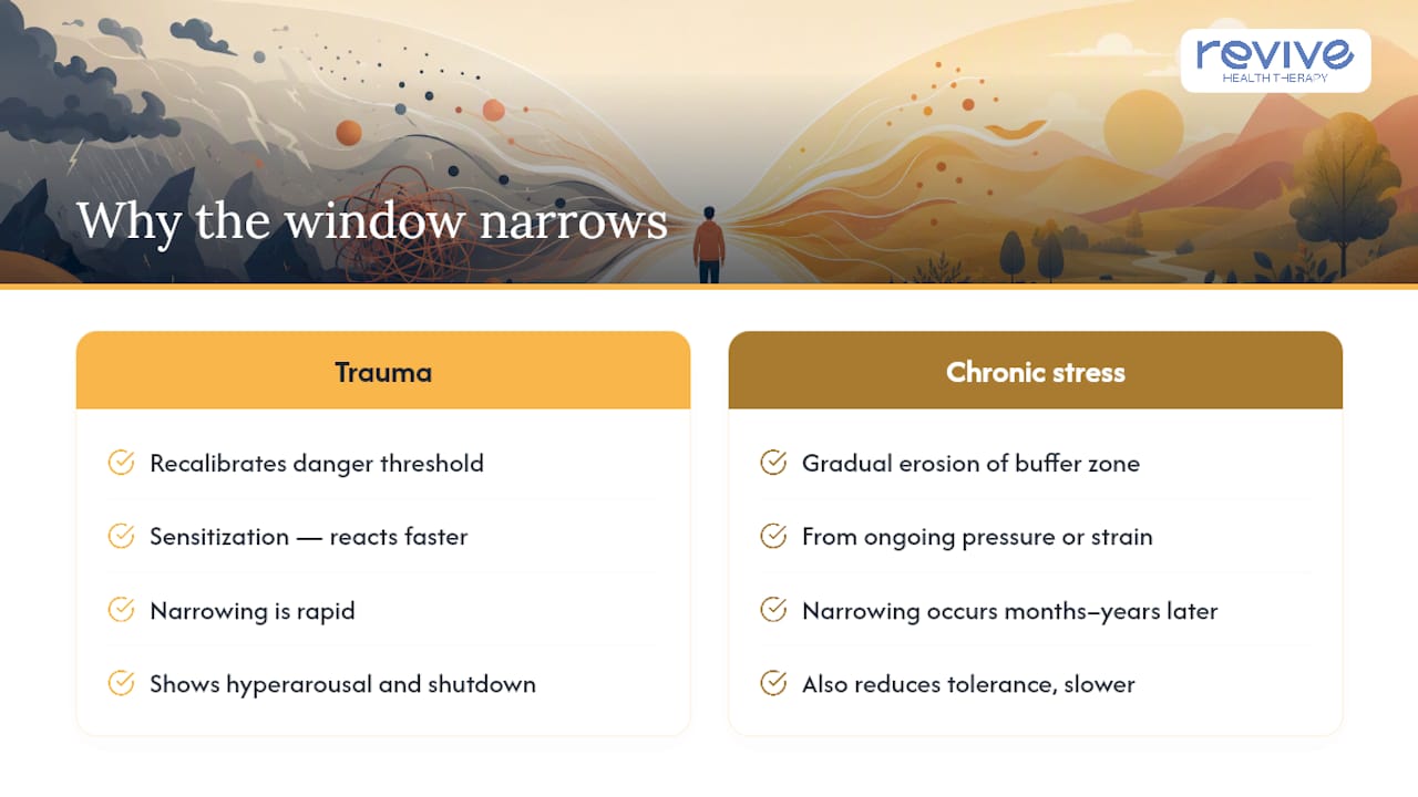 Why Trauma Makes the Window Narrower — overview diagram