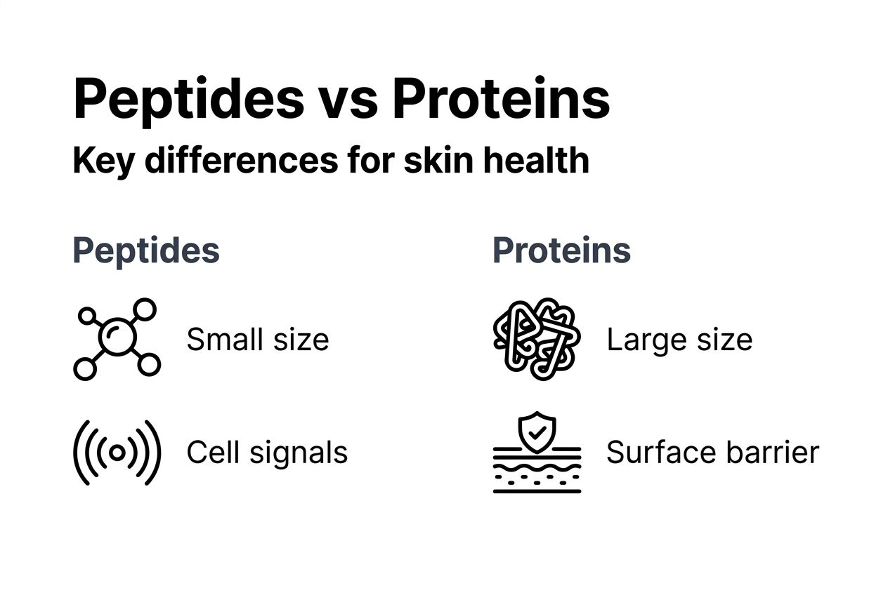Infographic comparing peptides and proteins in skincare