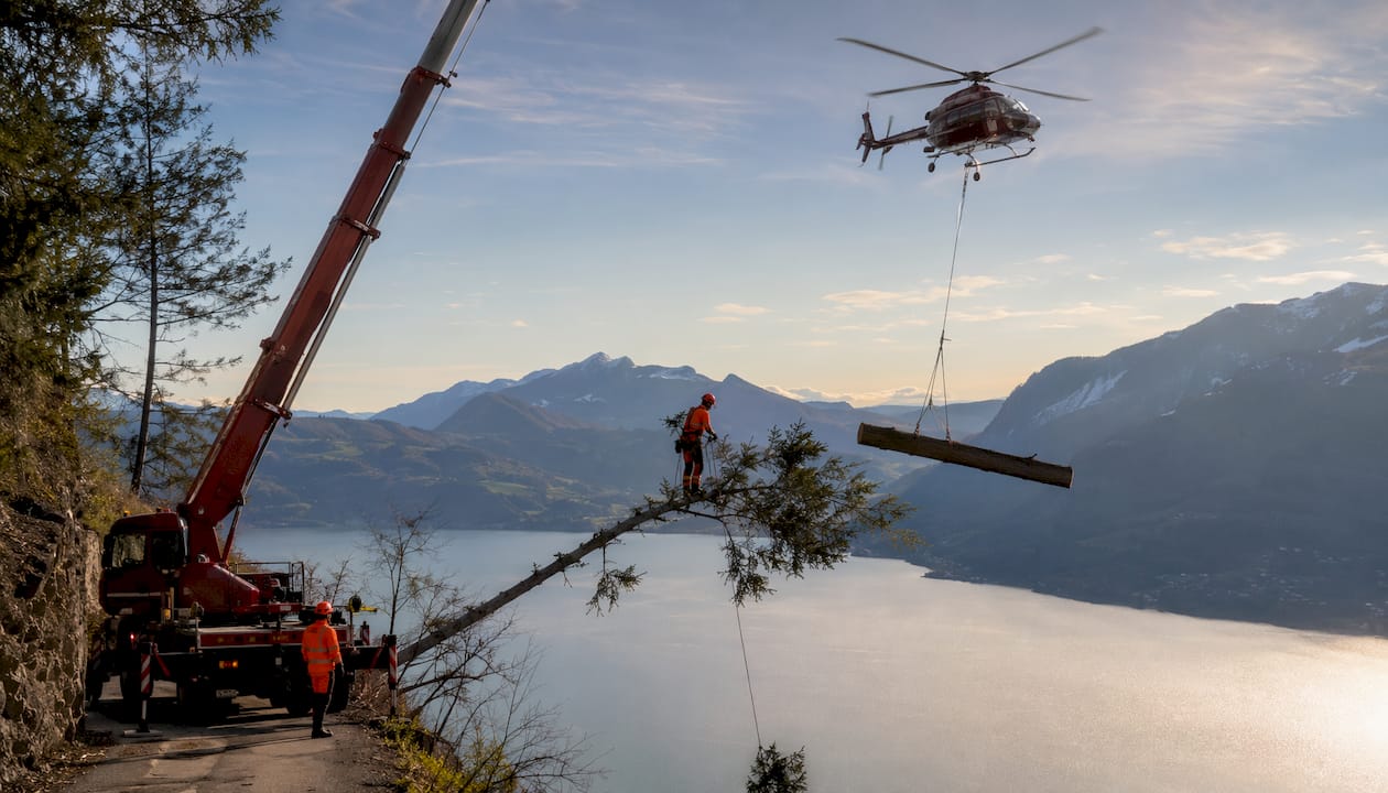 Ein Helikopter transportiert einen riesigen Baum über den Zürichsee.