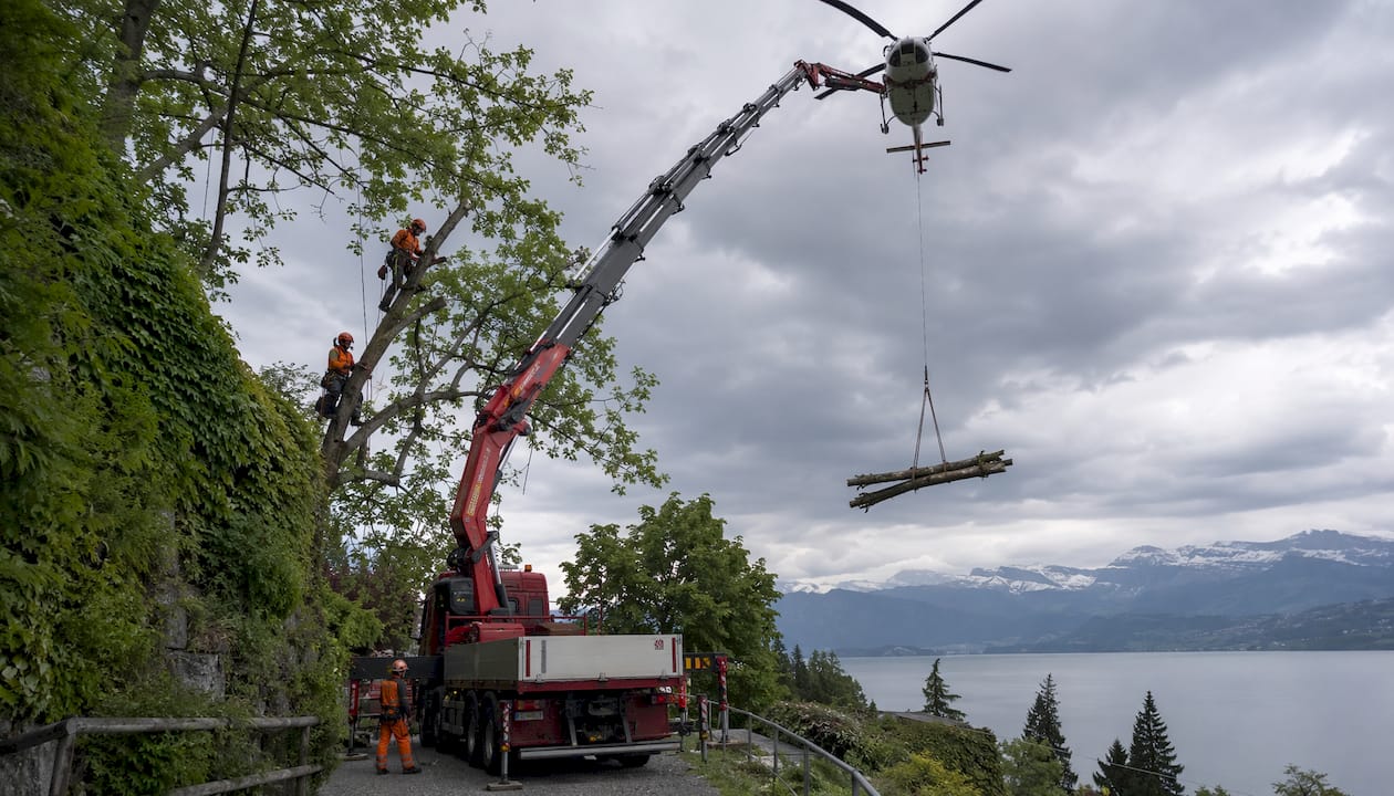 Spektakulärer Einsatz: Mit Kran-Lkw, Helikopter und erfahrenen Baumkletterern im Team
