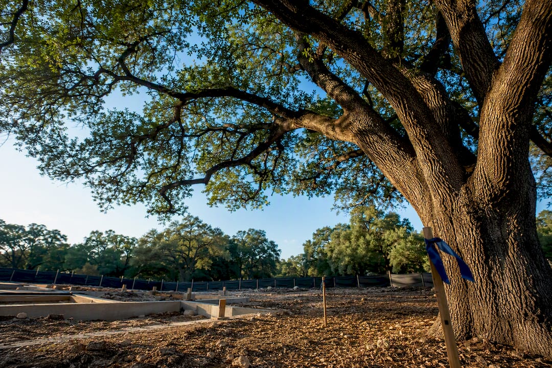 Protected Austin oak beside construction area