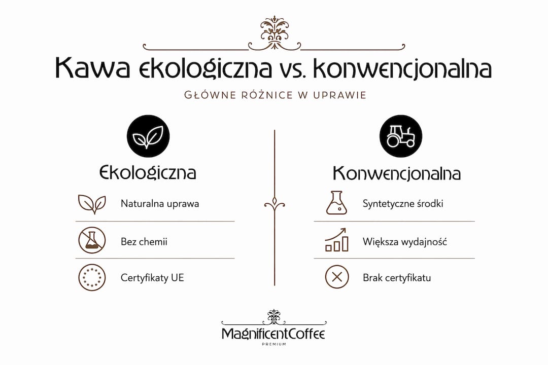Porównanie kawy ekologicznej i tradycyjnej w formie infografiki