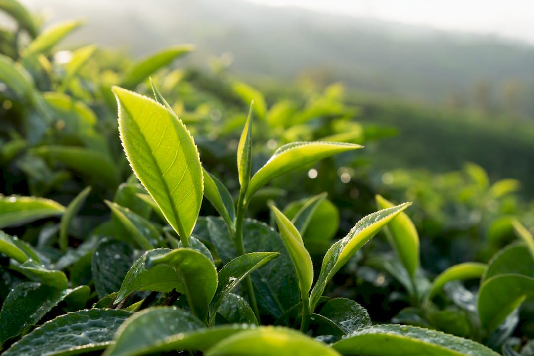 Ekologiczne liście herbaty Darjeeling na krzewie