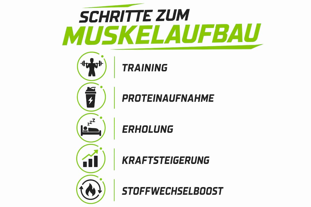Warum Sind Muskeln Wichtig Für Stoffwechsel Und Figur! 1 Grafik: schritt-für-schritt-anleitung für effektiven muskelaufbau und einen aktiven stoffwechsel