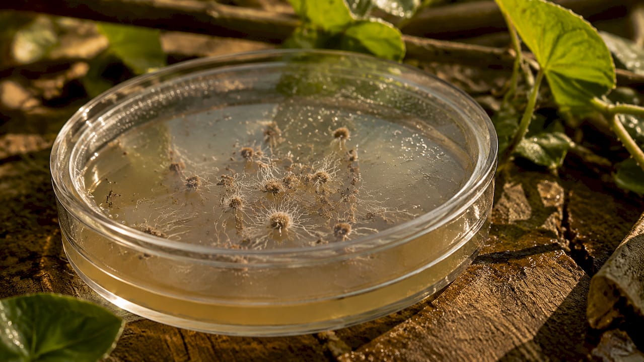 Close-up of germinating mushroom spores on agar