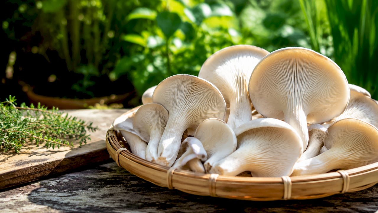 Studio shot of oyster mushrooms on cutting board with knife