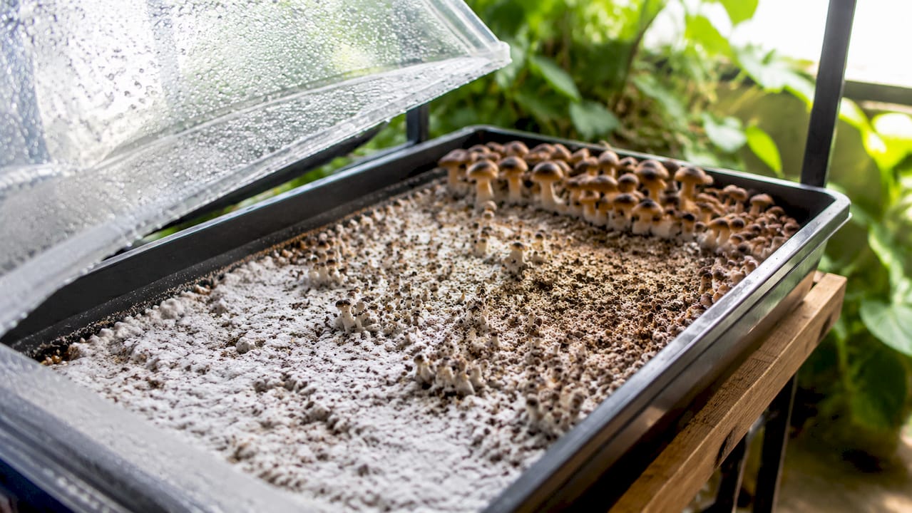 Mushroom tray showing growth stages under humidity dome