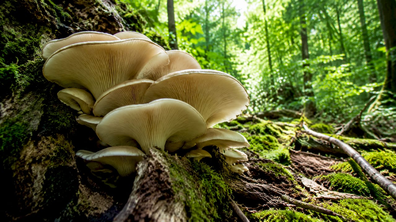 Oyster mushrooms growing on wood in forest