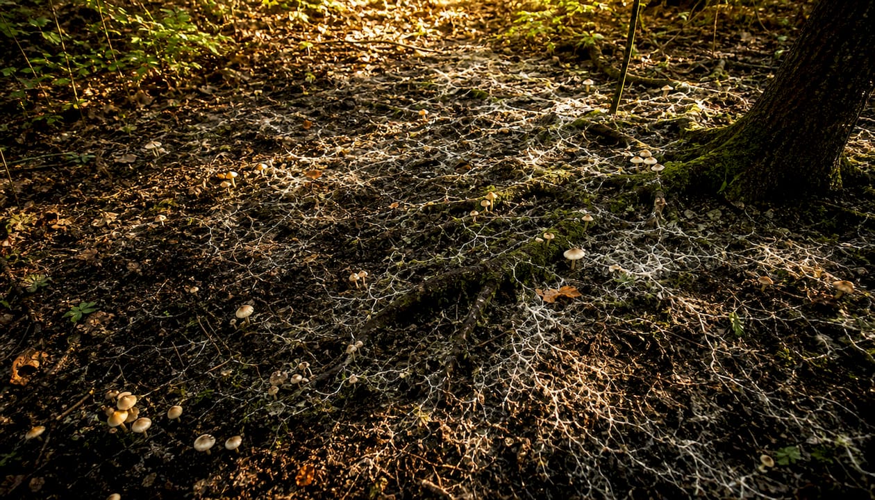 Forest soil with fungal mycelium and roots