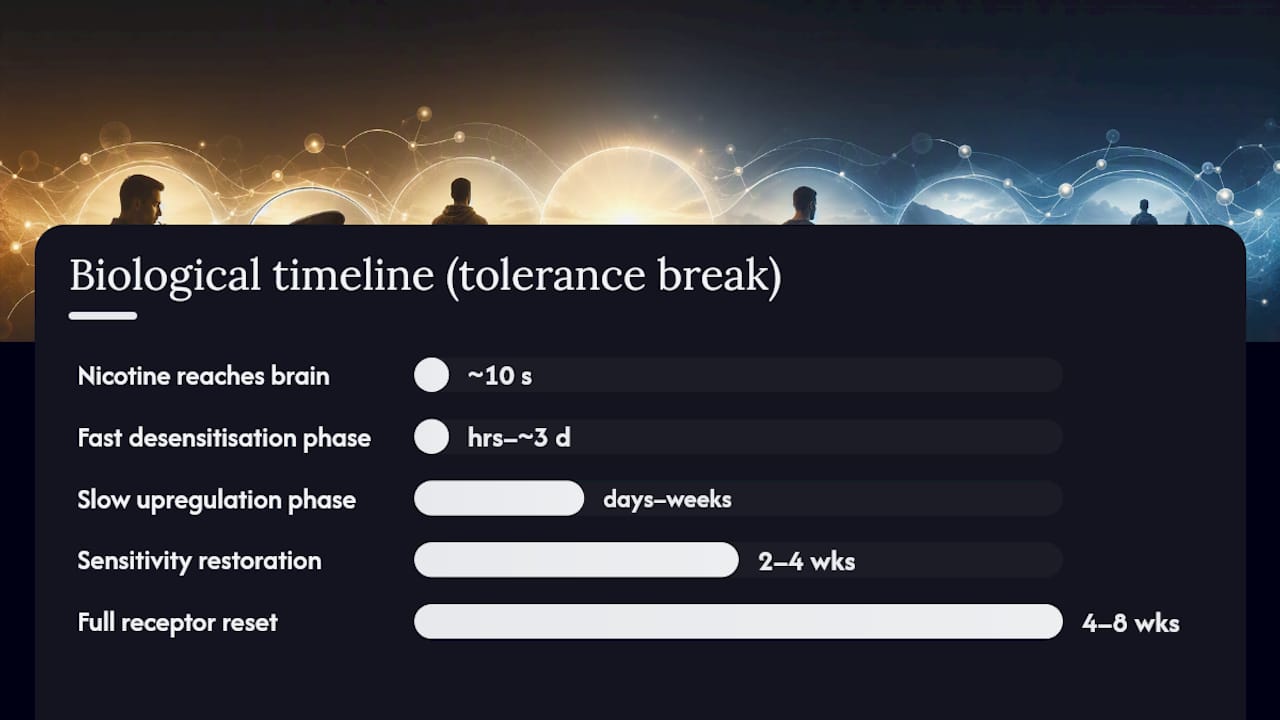 Timeline of biological events during nicotine tolerance break