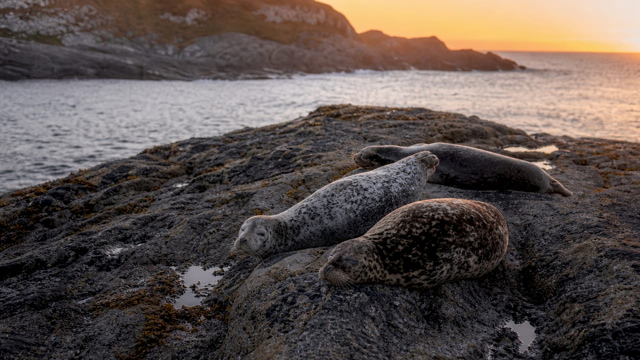 Dichtbijopname van een grijze en een gewone zeehond naast elkaar