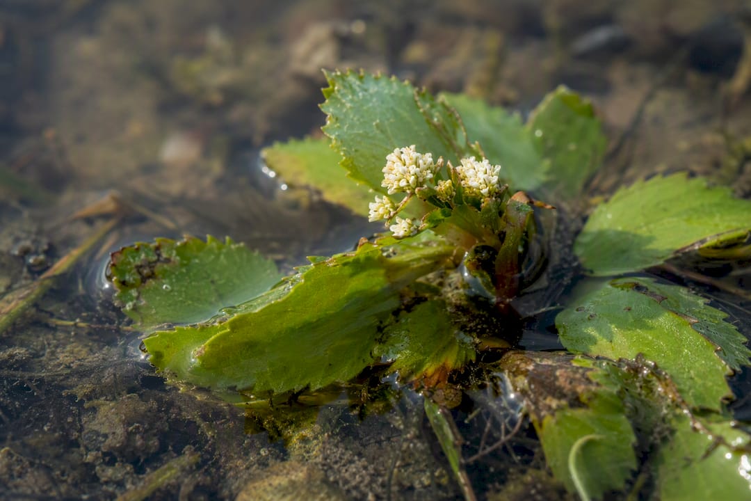 Detailopname van het blad en de bloem van een waterplant op Ameland