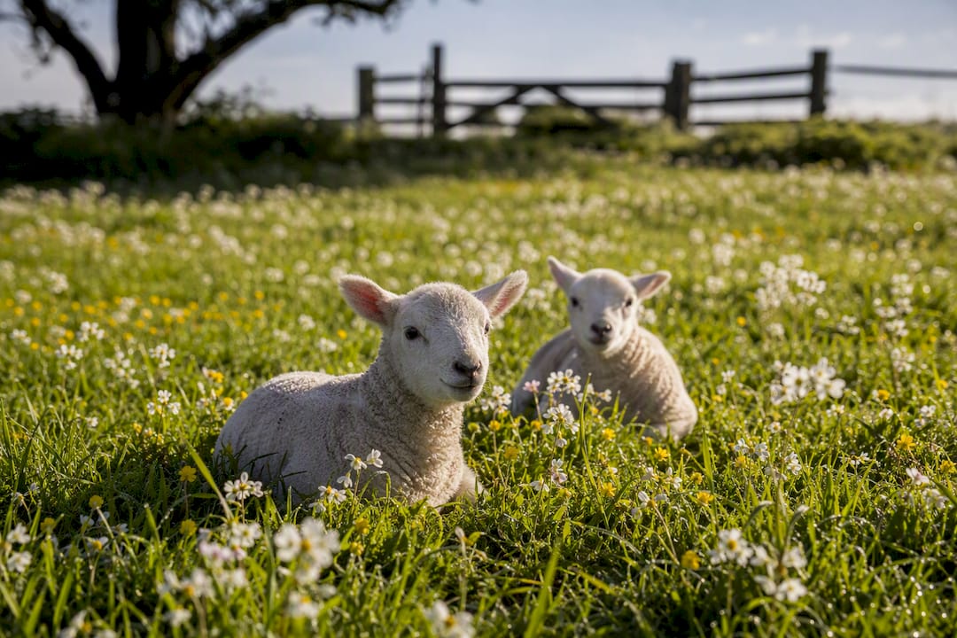 In het voorjaar dartelen jonge lammetjes vrolijk rond in de weide van het Waddengebied.