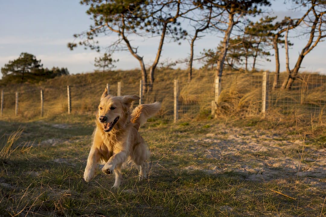 Hond die speelt in het losloopduingebied op Ameland