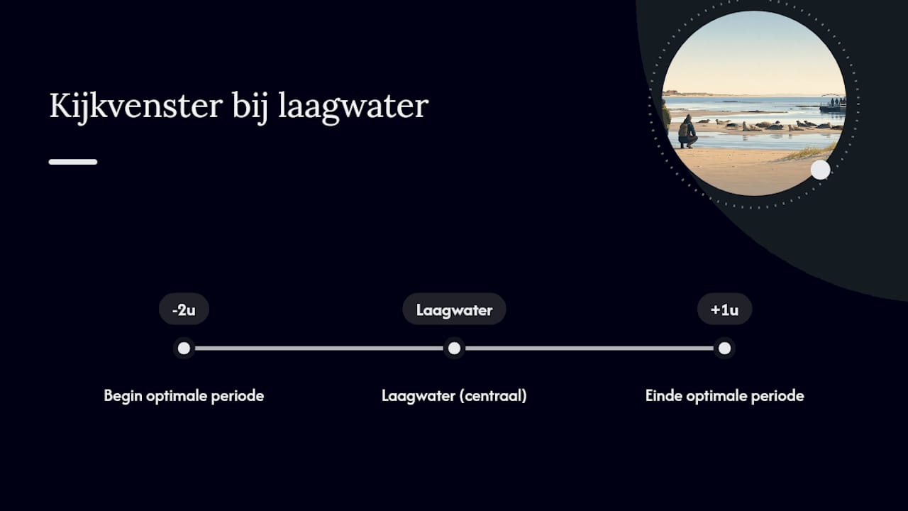 Tijdlijn voor het spotten van zeehonden bij laagwater