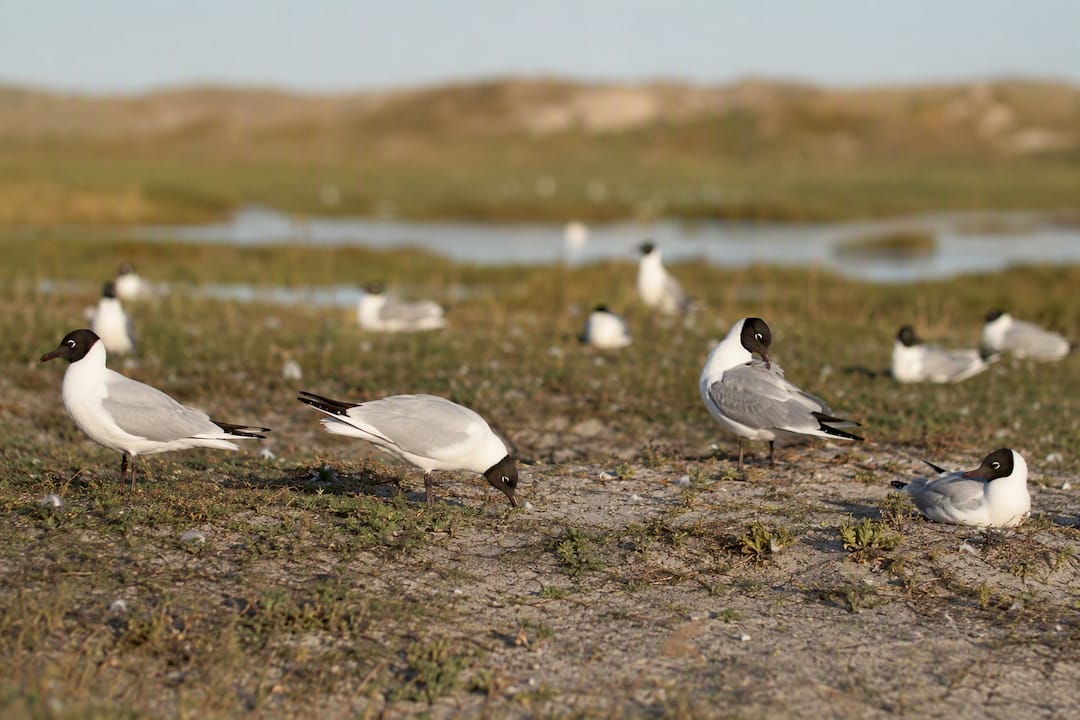 Vogels bij een plas in natuurgebied Het Oerd
