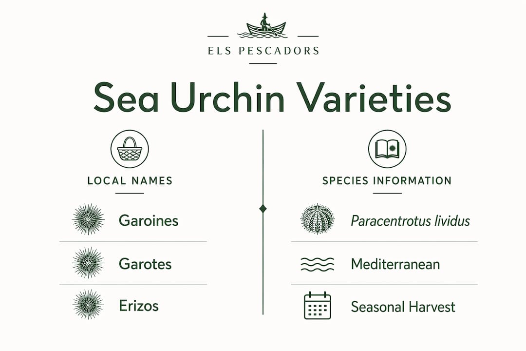 Infographic comparing local names and species info of sea urchins