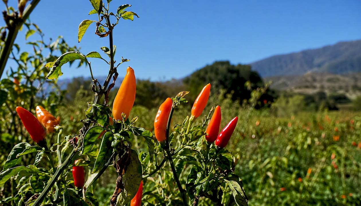 Planta de chile mirasol creciendo al sol