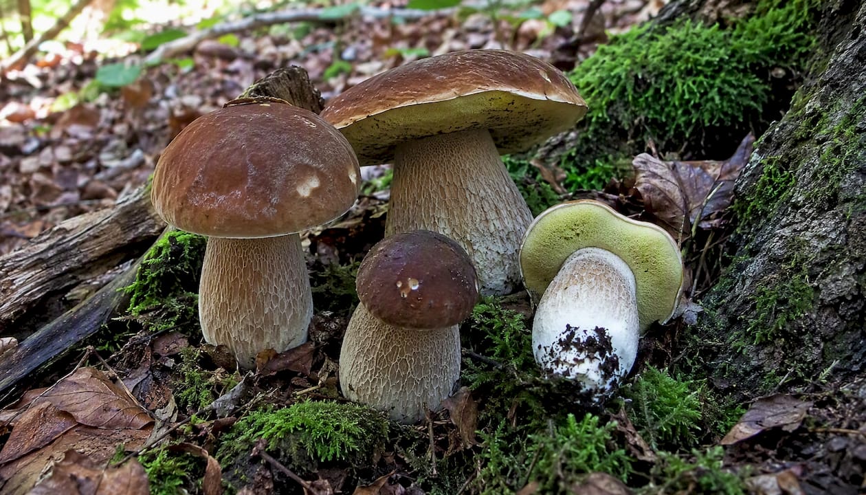 Boletus creciendo en su entorno natural del bosque