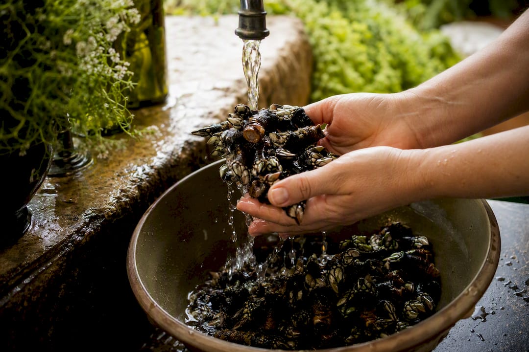 Hands cleaning percebes with brush