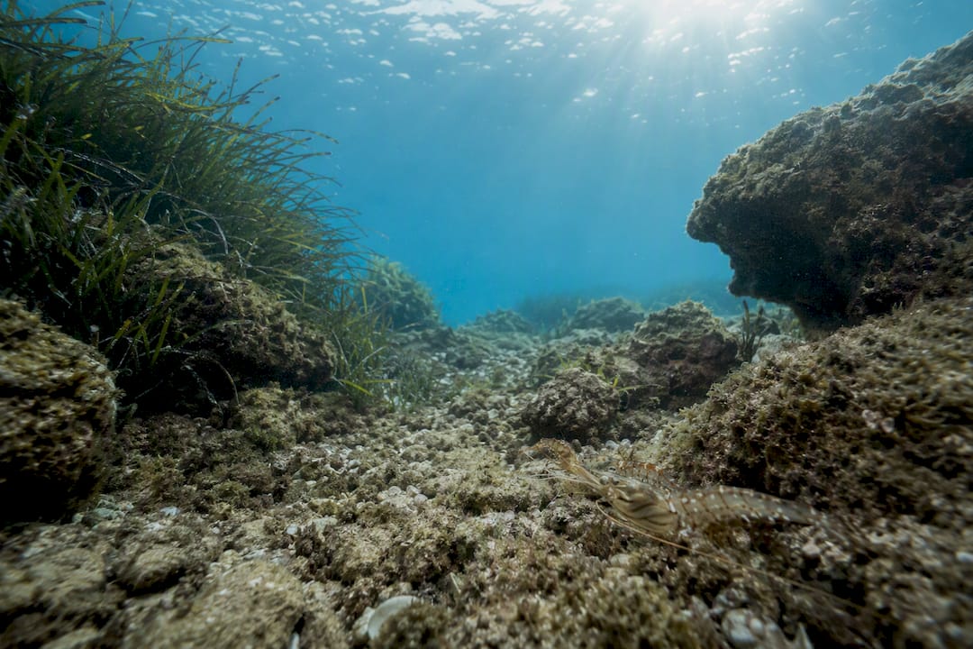 Mediterranean seabed habitat for gambas