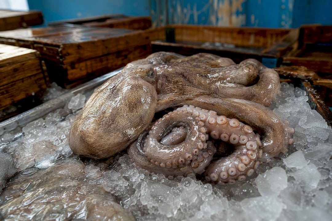 Pulpo fresco sobre hielo en el mercado