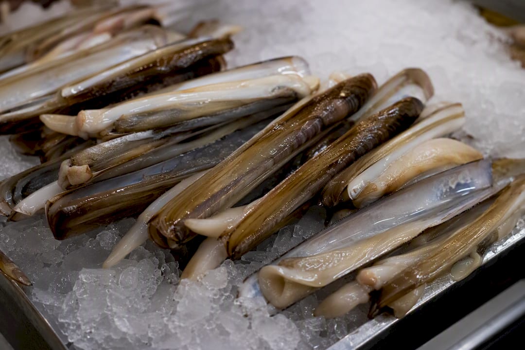 Fresh razor clams displayed on ice