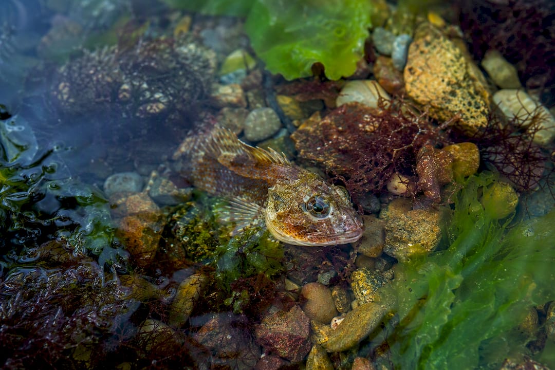 Close-up of small bony rockfish on ice