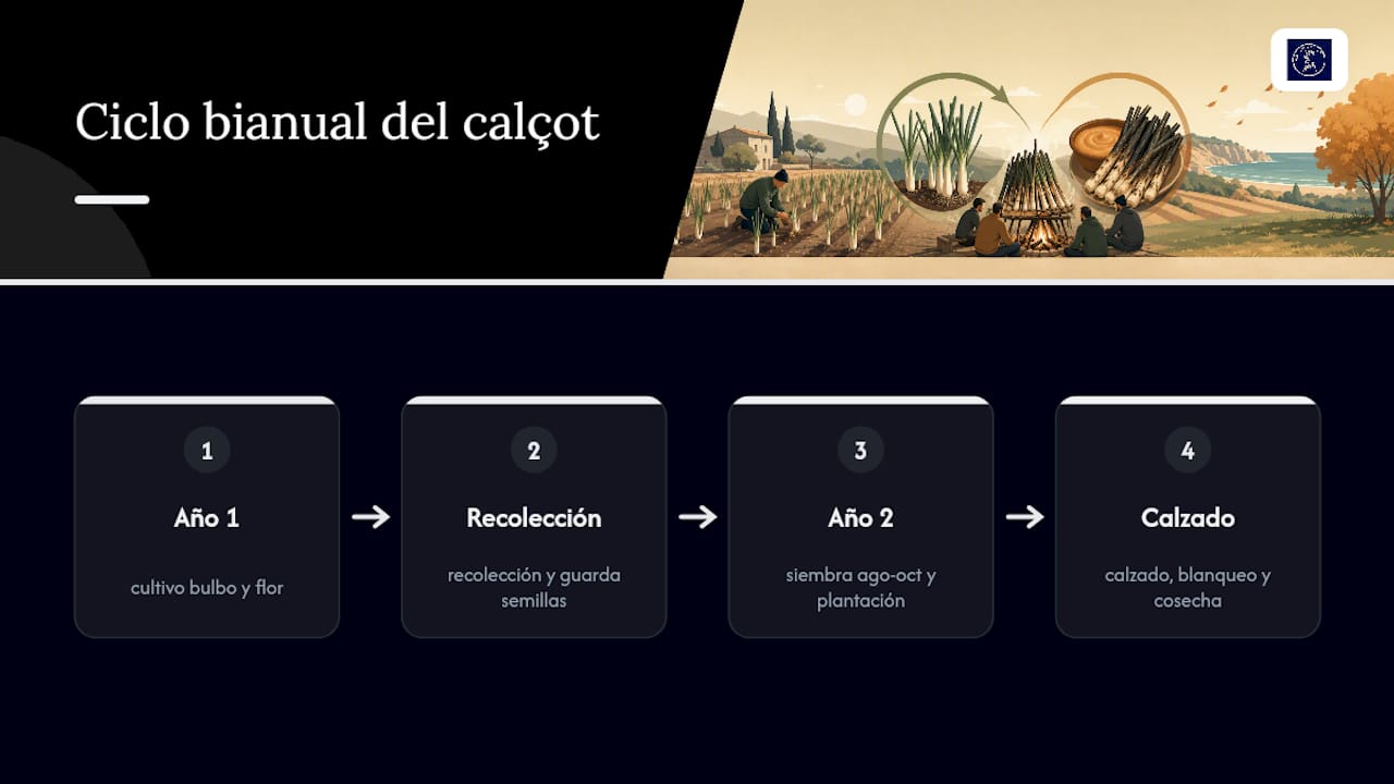 Ciclo bianual del cultivo del calçot