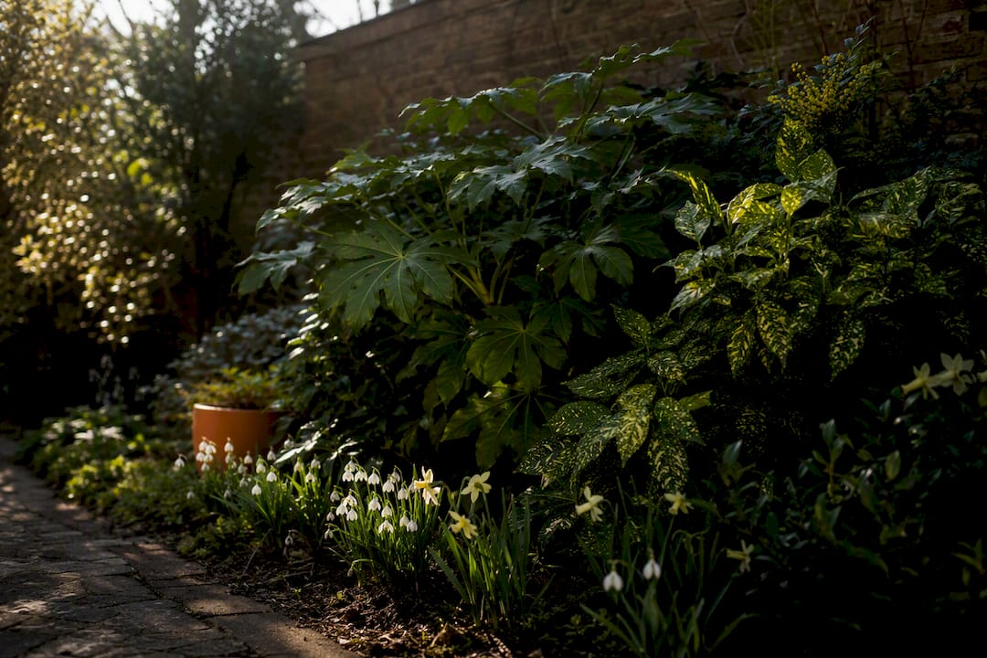 North-facing garden with layered shade plants