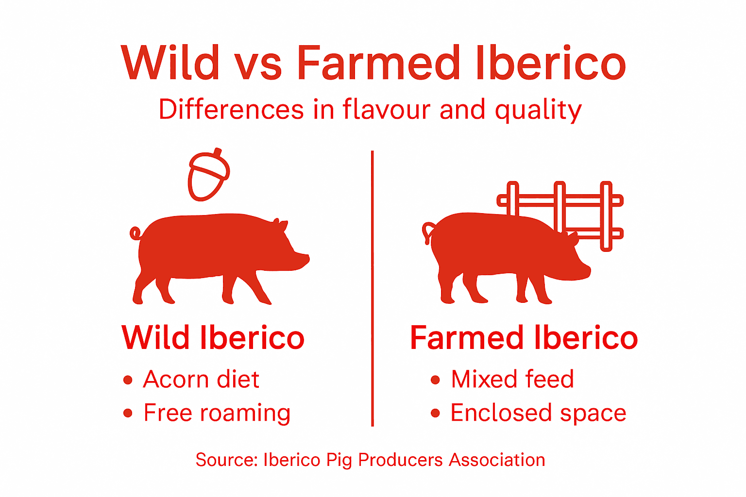 Infographic comparing wild and farmed Iberico pigs