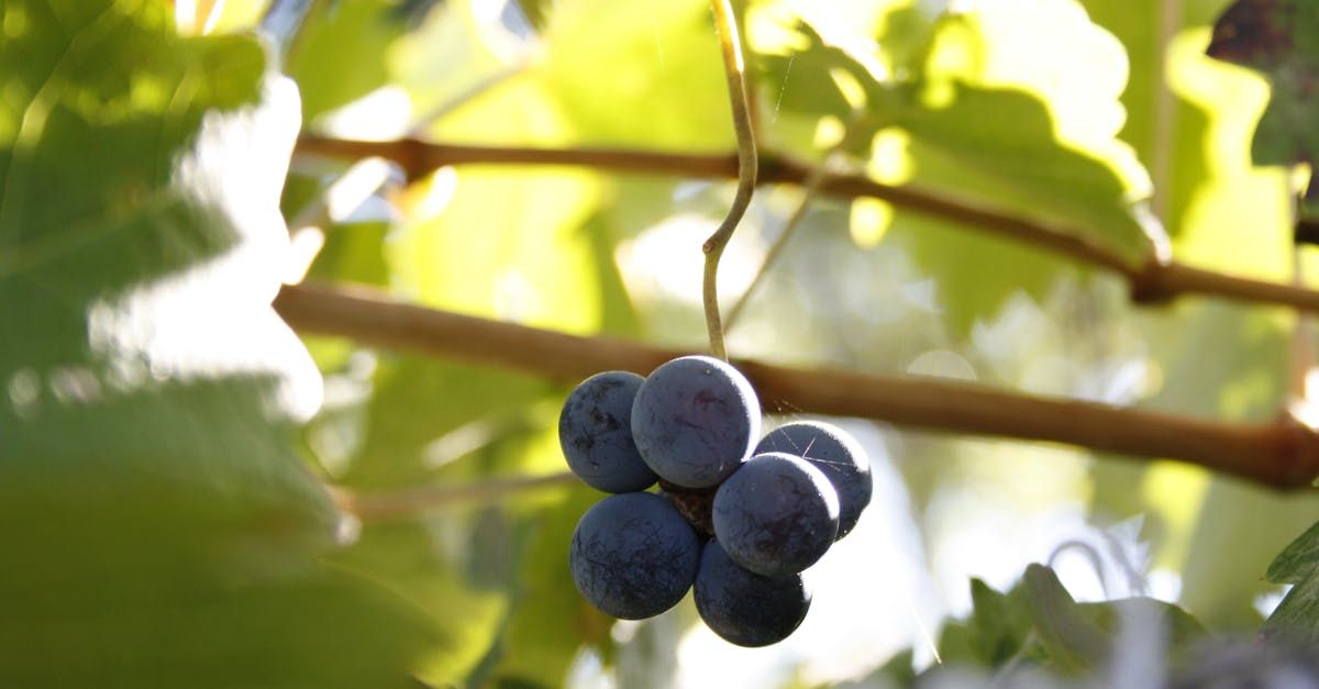 South Africans enjoying red and white wine with meal pairings