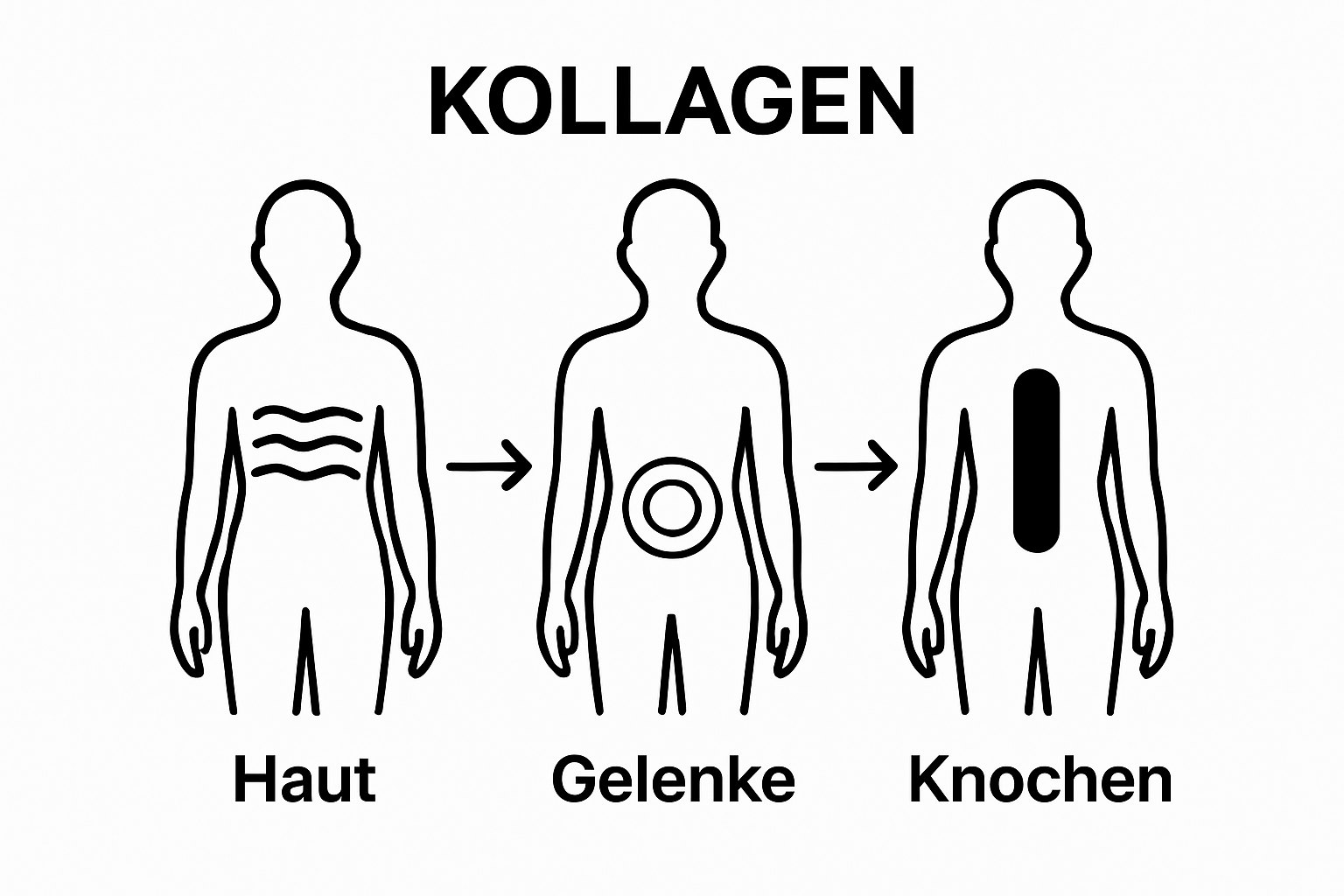 Infographic with three human figures highlighting collagen in skin, joints, and bones