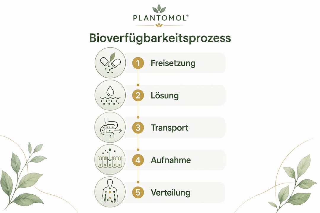 Grafische Übersicht: Wie Nahrungsergänzungsmittel vom Körper aufgenommen werden – der Weg der Bioverfügbarkeit