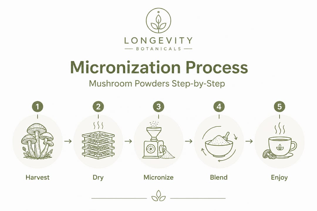 Infographic of micronized mushroom powder process steps