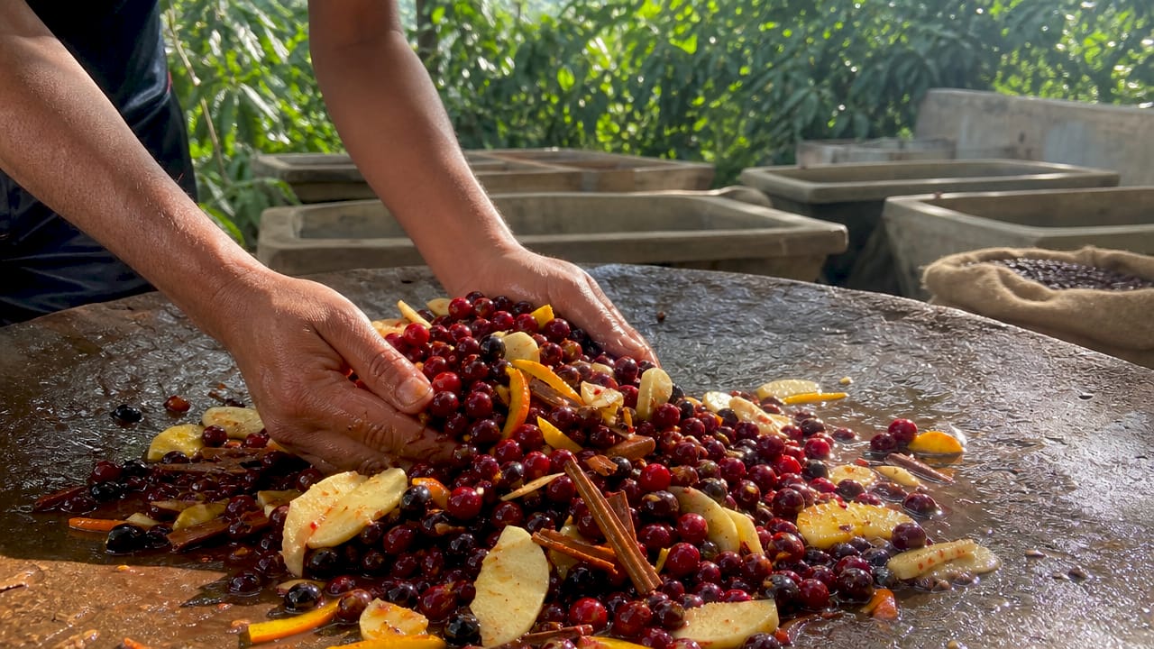 Hands mixing coffee cherries with fruits for co-fermentation