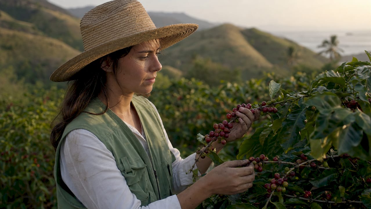 Agronomist inspecting coffee cherries on farm