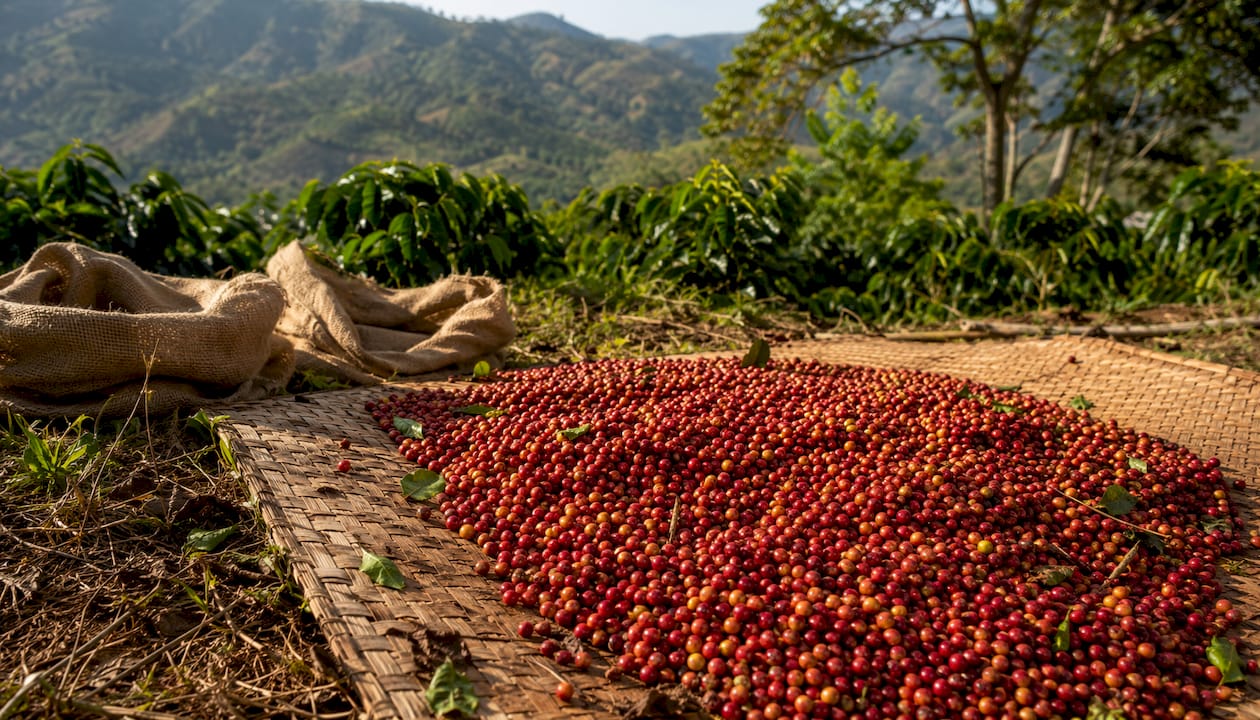 Close-up of artisan coffee cherries on farm