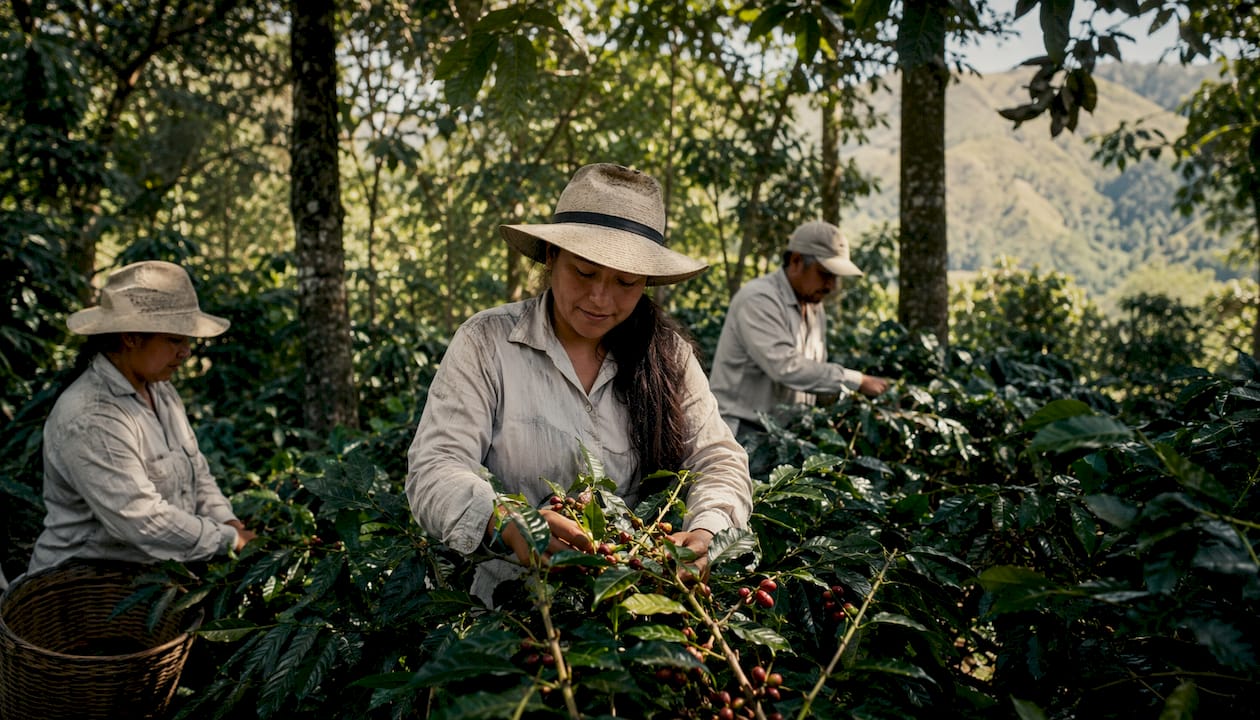 Workers harvesting coffee under shade trees
