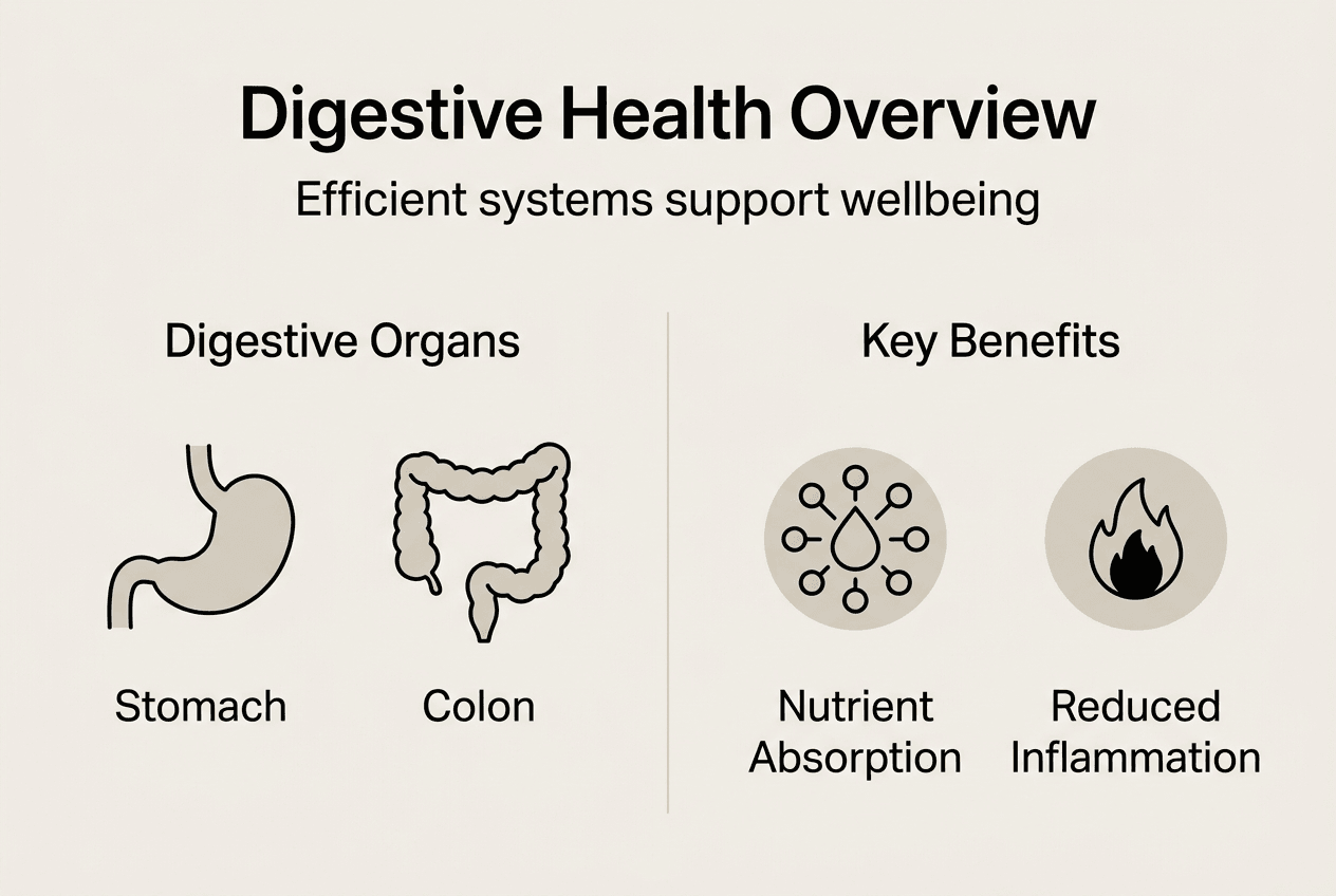 Infographic on digestive organs and key benefits
