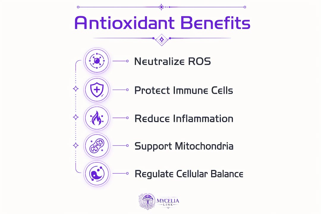 Infographic illustrating key antioxidant benefits