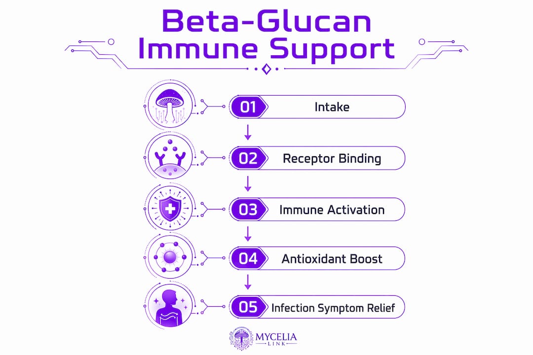 Infographic outlining beta-glucan immune support steps