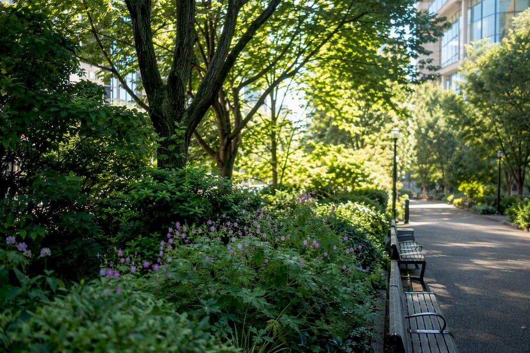 Dense urban greenery reducing noise near street