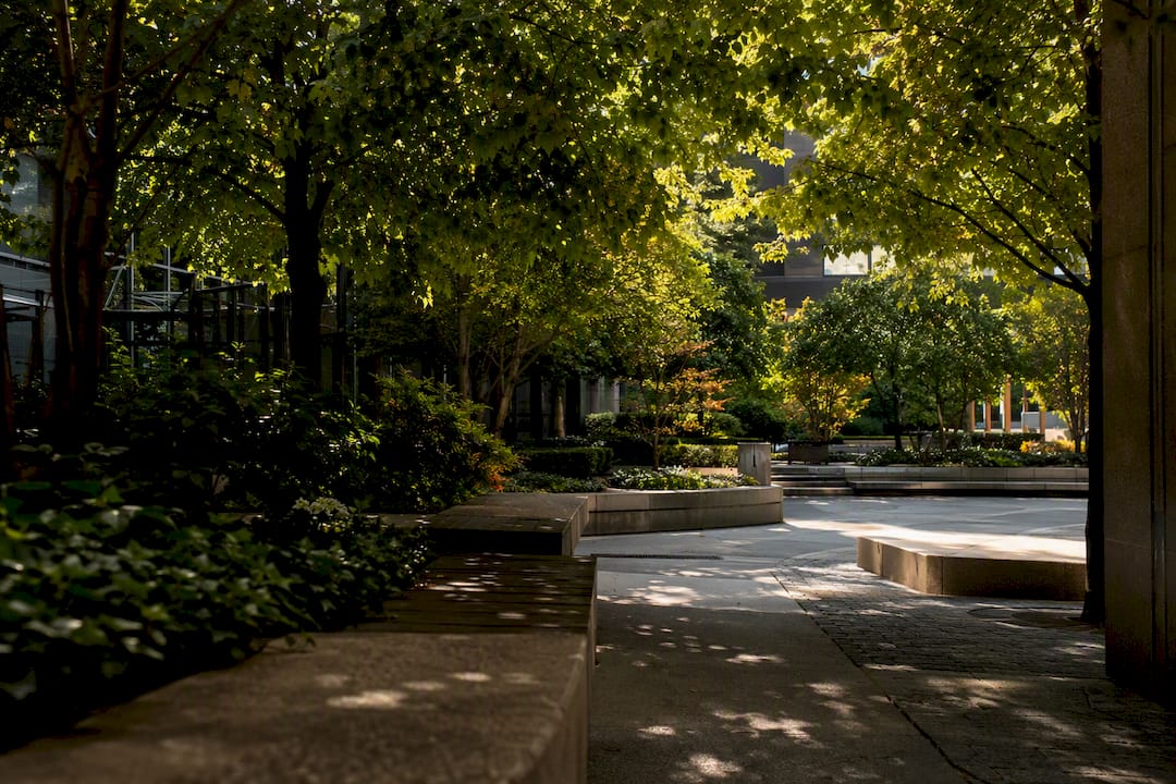 Shaded urban plaza under mature trees