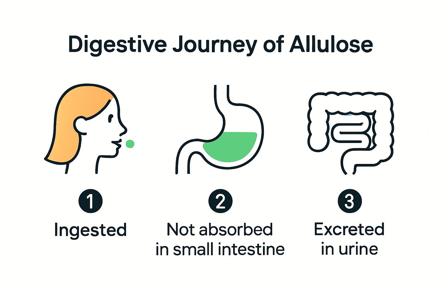 Infographic showing how allulose moves through the digestive system