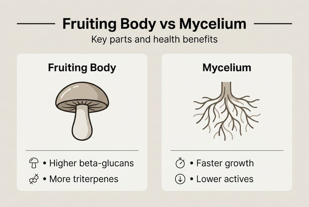 Infographic comparing fruiting body and mycelium